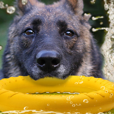 Pet Flying Disc